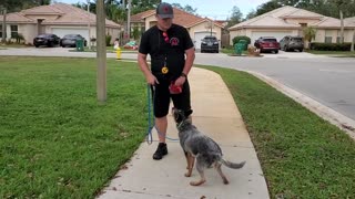 Australian Cattle Dog Puppy 7 months Old! First Training Lesson