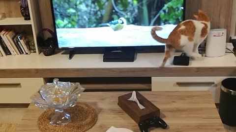 Unbelievable: Watch My Cat's Hilarious Obsession with TV Take Over!