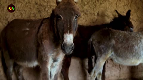 Donkey fertility. Donkeys breeding