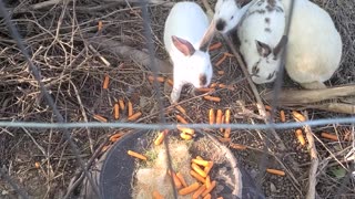 Rabbits eating kitchen scraps.