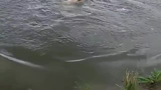 Labrador jumping into water