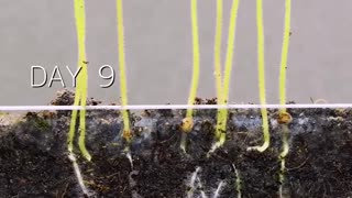 Growing tomato plants