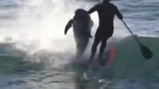 dolphin knocks down surfer 🤣🤣🤣