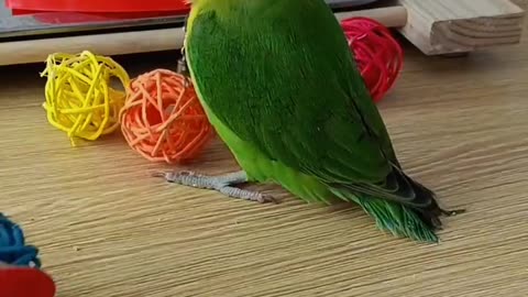 Bird play with pucks