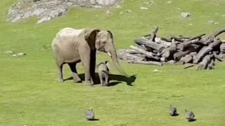 News Break: Baby Elephant