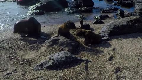 Baby sea lions adorably call for mom to come back with their milk
