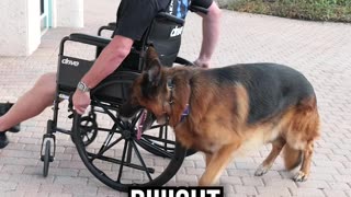 German Shepherd Trains for Wheelchair Bound Owner