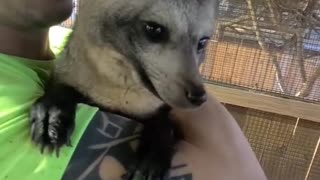 Cute Bat-Eared Fox! #shorts #animals