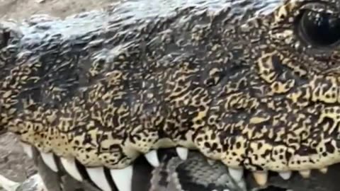 INSANE Crocodiles Fight for Giant Python 😱😱#shorts #viral #trending #animals