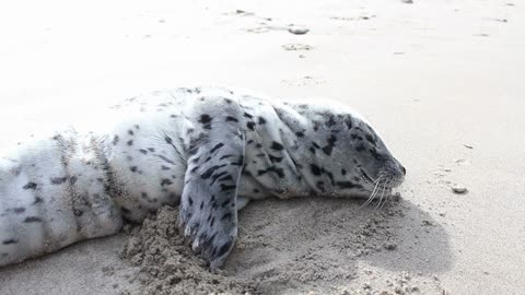 Baby seals play and dig in the sand