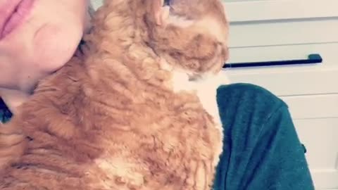 Devon Rex kitten wants snuggles