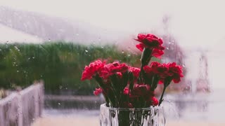 Rainsounds with gentle music 🎶