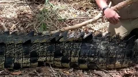 Biggest wild crocodile of my life in Darwin Australia with😱