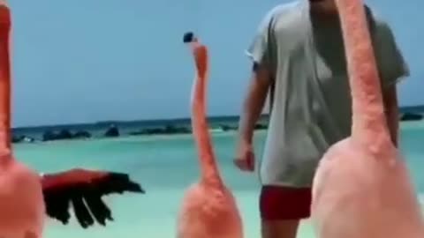 Flamingo's Neck Dance #shorts #viral #shortsvideo #video