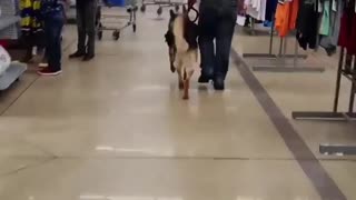Service dog in Walmart!