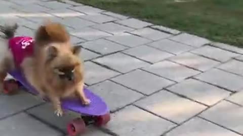 Pomeranians on a skate