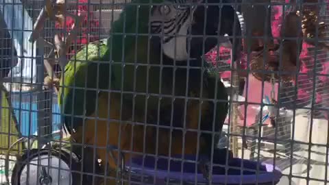 Macaw takes bath in water bowl