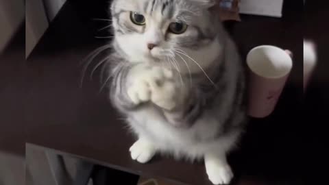 Cat 👏 clapping 😻 #cat #cats #viral #trending #Rumble #shorts #clapping