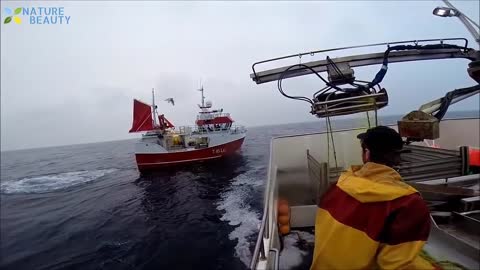 Amazing Automatic Lines, Catching and Processing Fish Right on Ship, Big Catch in The Sea