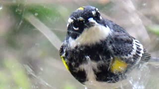 Yellow-rumped warbler