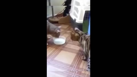 Funny Animals - funny cats/dogs - funny animal videos Happy Pet