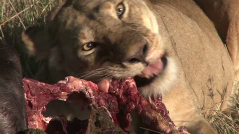 "The Circle of Life: A Fascinating Look at How Lions Hunt and Eat Their Prey"