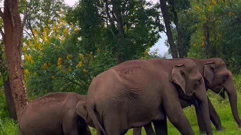 Bandipur forest drive