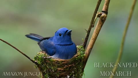 Black-Naped Monarch: Stunning Amazon Jungle Footage 🌿 | Must-See Bird 🦜