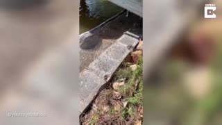 Rescue cat falls off jetty and into water