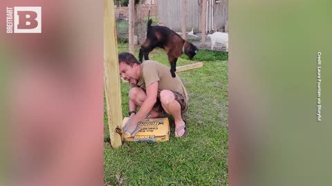 You've Got to Be KIDDING Me! Baby Goat Climbs on Frustrated Owner's Back