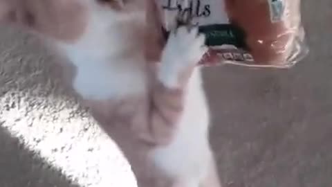 cute funny kitten refuse to leave the snack