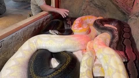 80 feet of snake 🐍