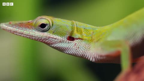 The Tranquil Forests of Cuba | The Wild Place | BBC Earth