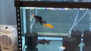 I Bought An Alpha Male Goldfish