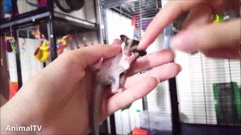 SUGAR GLIDERS