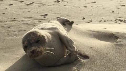 Seerobbe Seal Sand Sea Norderney Mammal Beach