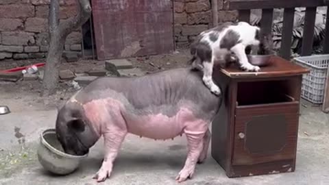 Dog and pig friendship