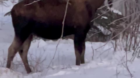 Bull moose in Houston, Alaska!