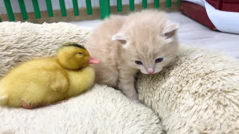 Cute kitten meet a yellow duckling