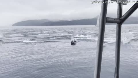 150 Dolphins Charge Past Boat Fleeing Orca Hunt