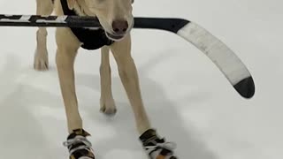 Ice Skating Dog Tap Dances Across Arena