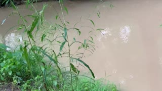 Screaming Frog Springs Into Creek After Being Startled