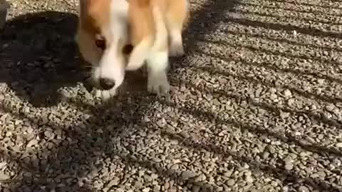 🤣 Funniest 🐶 Dogs and 😻 Cats - Awesome Funny Animals Videos 😇