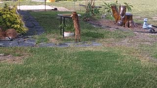 Chester 6-4-2023 birdbath drinking