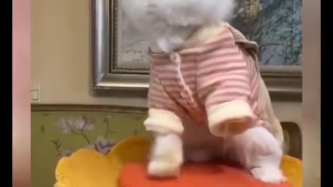 funny cat video new 2022