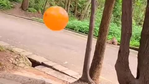 Baby monkey playing with Balloon