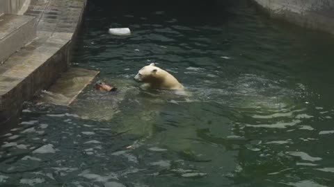 Couple of polar bears