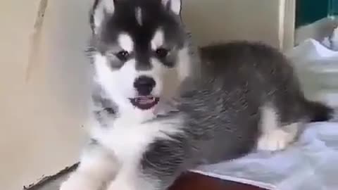 Husky dog ​​in front of the camera. Leave the room.