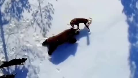 Animal hunting videos