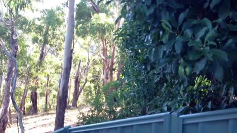 Cute Koala Kisses (the nose boop)